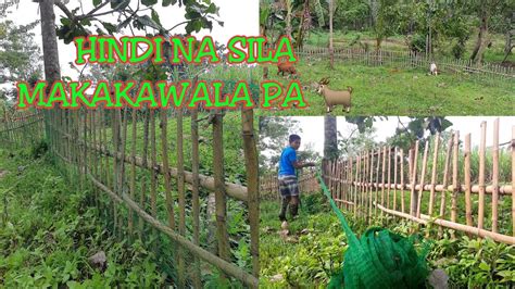 Pastulan Ng Mga Kambing Paglagay Ng Net Sa Pastulan Farm Life Youtube