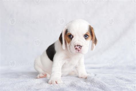 The general appearance of the beagle resembles a miniature Foxhound.The ...