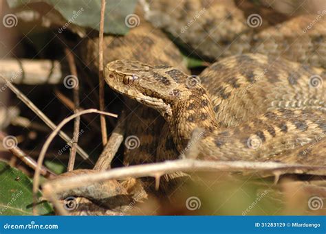 Seoane S Viper Vipera Seoanei Stock Image Image Of Environment