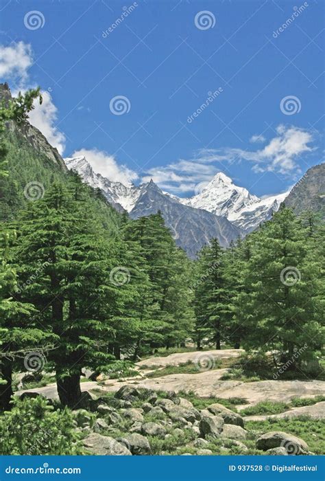 lush green himalayan forest  valley uttaranchal india stock photo