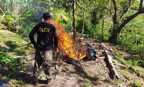 Incineración de marihuana Diario El País Honduras