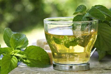 Cómo preparar 3 bebidas con té verde para bajar de peso con facilidad