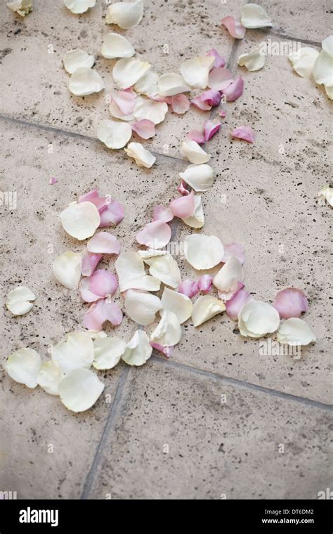 Fresh Organic Confetti Natural Pink Dried Rose Petals On The Ground