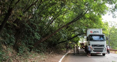 Árvore cai em cima de caminhão Geral Diário Digital