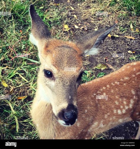 Fawn with spots hi-res stock photography and images - Alamy