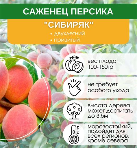 Многолетники Саженцы – купить в интернет-магазине OZON по низкой цене