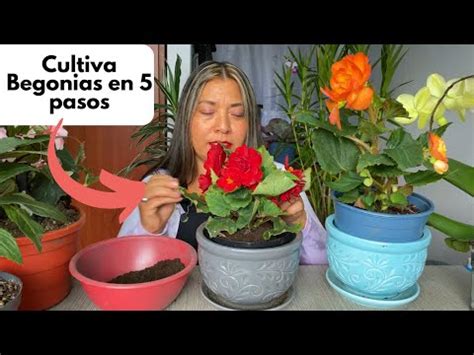 Gu A Paso A Paso C Mo Plantar Begonias Jardinalegre