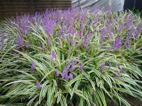 Sementes Barba De Serpente Liriope De Brinde Outras Parcelamento