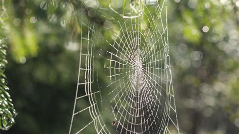 Identifying Common Household Spiders Know Your Homes Eight Legged Inhabitants Bee Smart Pest