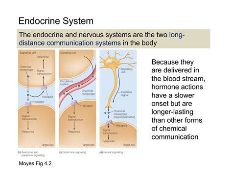 Bio2A03 07A Endocrine System Lecture Notes 1 Moyes Fig 4 The