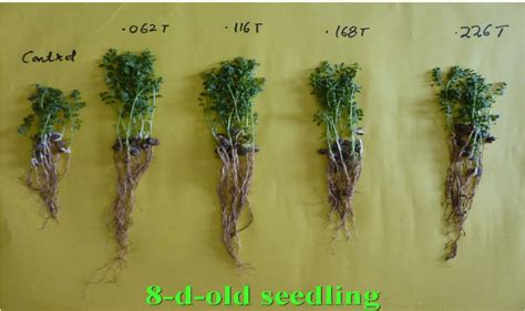 Photograph Showing Enhancement Of Root And Shoot Length Of Day Old