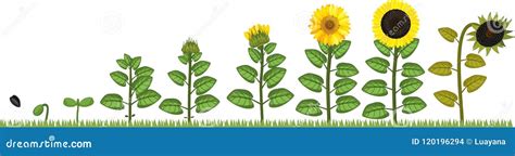 Sunflower Life Cycle Growth Stages From Seed To Flowering And Fruit