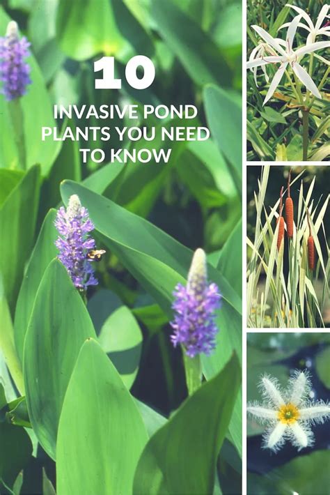 10 Invasive Pond Plants You Need To Know