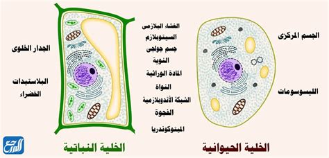 مطوية عن الخلايا النباتية والحيوانية محتوى