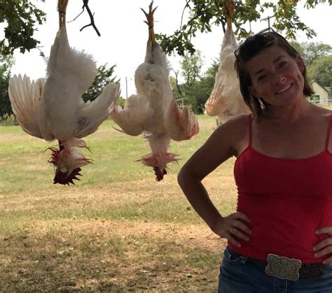 Expert Advice Successfully Culling Chickens Two Oaks Farm Talk