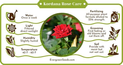 Kordana Rose The Ultimate Care Guide For The Mini Rose Evergreen Seeds