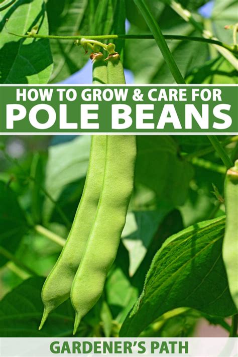 How To Plant And Grow Pole Beans Gardener’s Path