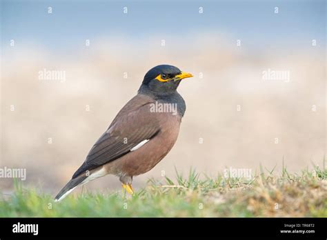 Mynah Birds Hi Res Stock Photography And Images Alamy