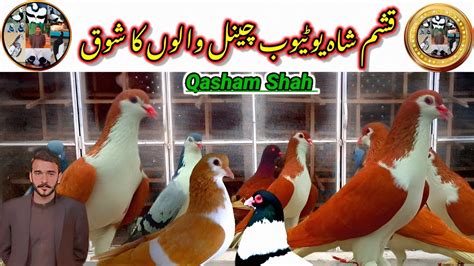 Qasham Shah Ka Kabuter Layyah Pigeons Qasham Shah Pigeons Kabuter