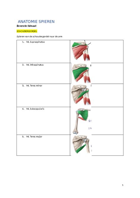 Anatomie Spieren Samenvatting Introductie Tot Revalidatie En