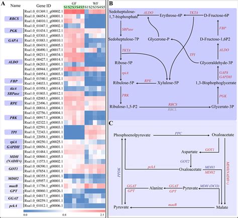 Carbon Fixation Pathway And Expressions Of Genes Involved In Carbon