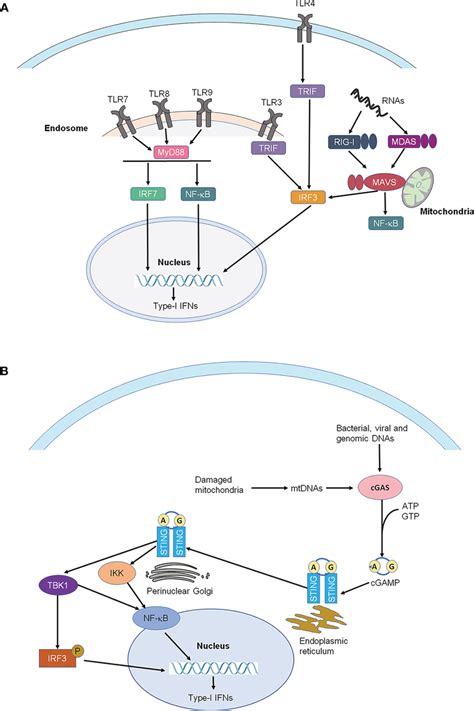 Ifnar And Ifngr Signaling A Ifnar Signaling And Type I Ifn Induced