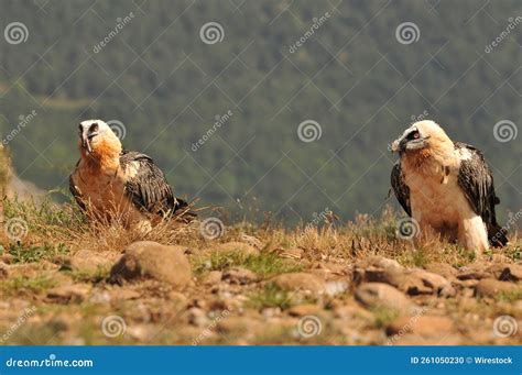 Scary Bearded Vulture Birds in the Valley on a Sunny Day Stock Photo ...