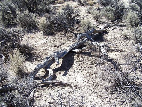 Nature Notes Ancient Pronghorn Traps
