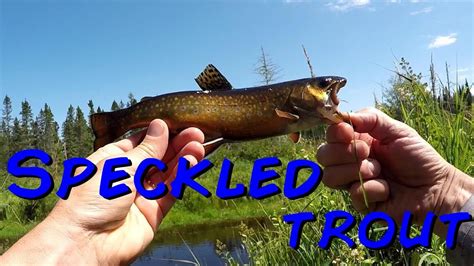 Brook Fishing For Speckled Trout New Brunswick Canada 2019 YouTube