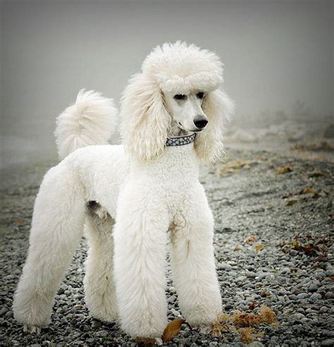 Cute White Poodle Images