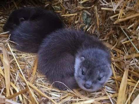 Veliki Dan Za Vidru Iz OporaviliŠta Zoo Zagreb