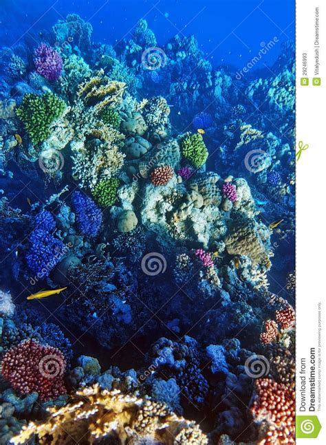 Coral And Fish In The Red Sea Egypt Africa Stock Image Image Of