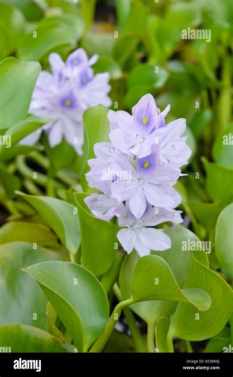 Water Hyacinth Eichhornia Crassipes Stock Photo Alamy