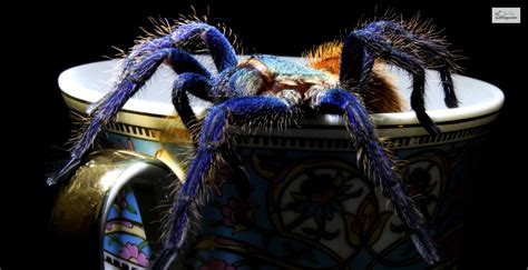 Is Cobalt Blue Tarantula Risky To Keep As A Pet? How To Handle?