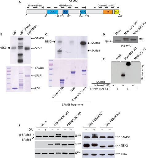 Frontiers Functional Interaction Between The Oncogenic Kinase Nek