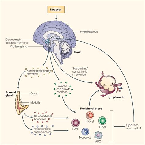 Psychoneuroimmunology Semantic Scholar