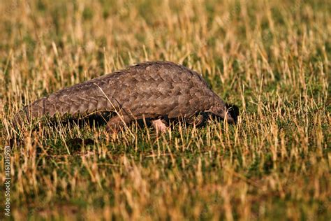 Wild African Giant Pangolin, very rare to see in the wilderness Stock ...