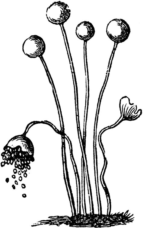 Mucor caninus | ClipArt ETC