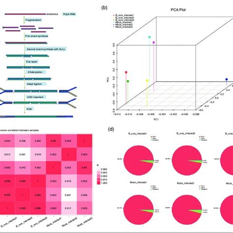 Statistical summary of transcriptome sequencing data. | Download ... 