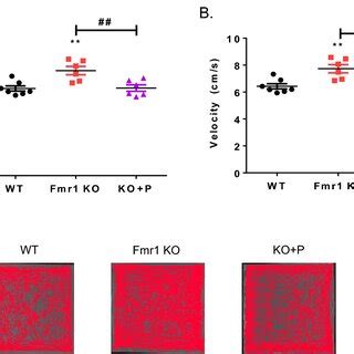 Upregulation of Fmr1 gene expression upon pirenperone treatment (A ...