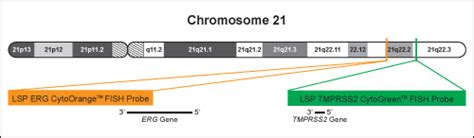 TMPRSS2 ERG Fusion Translocation FISH Probe Kit CytoTest