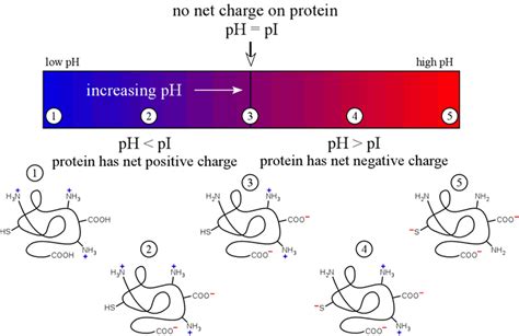 CHEM 245 Protein Methods