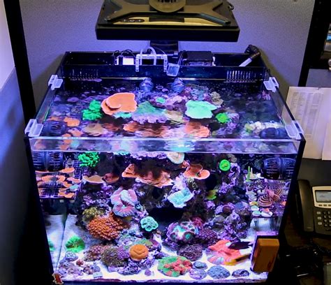 PAR & Reef Tank Lighting Schedules: What's the ideal program for LED ...