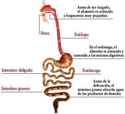 Tubo Que Sigue Despues Del Estomago Brainly Lat