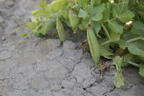 75 Drought Tolerant Veggies Drought Proofing Your Garden