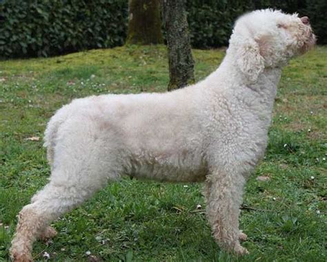 Lagotto Romagnolo Carattere E Prezzo