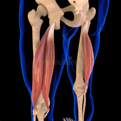 Biceps Femoris Muscle Anatomy For Medical Concept D Illustration Stock