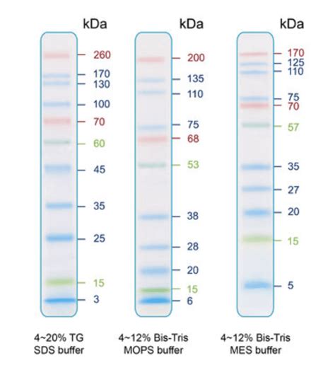 IRIS11 Prestained Protein Ladder SIZE 500 μl AlGENOME SHOP