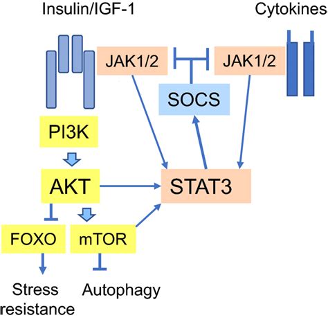 The Activation Of Stat3 Signaling Stimulates A Negative Feedback Download Scientific Diagram