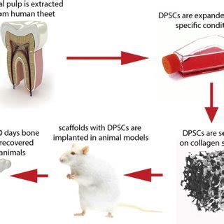 PDF Dental Pulp Stem Cells State Of The Art And Suggestions For A